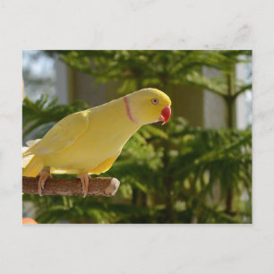 Carte Postale Alert Lutino Indian Ringneck