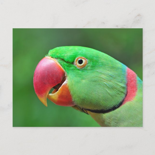 Carte Postale Alexandrine Parakeet (Devant)