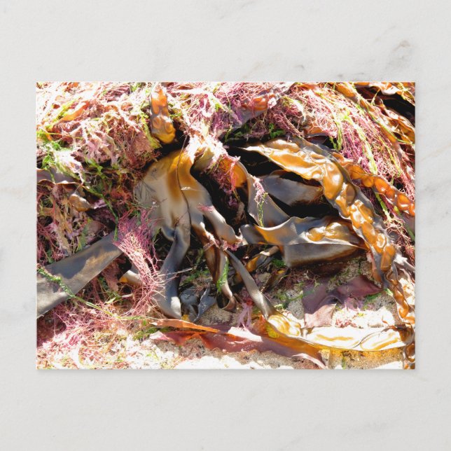 CARTE POSTALE ALGUES (Devant)