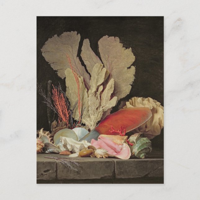 Carte Postale Algues, lithophytes et coquillages (Devant)