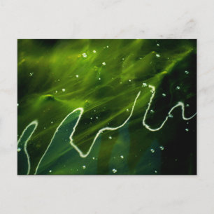 Carte Postale Algues vertes et eau pccnm