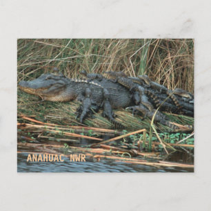 Carte Postale Aligator Maman