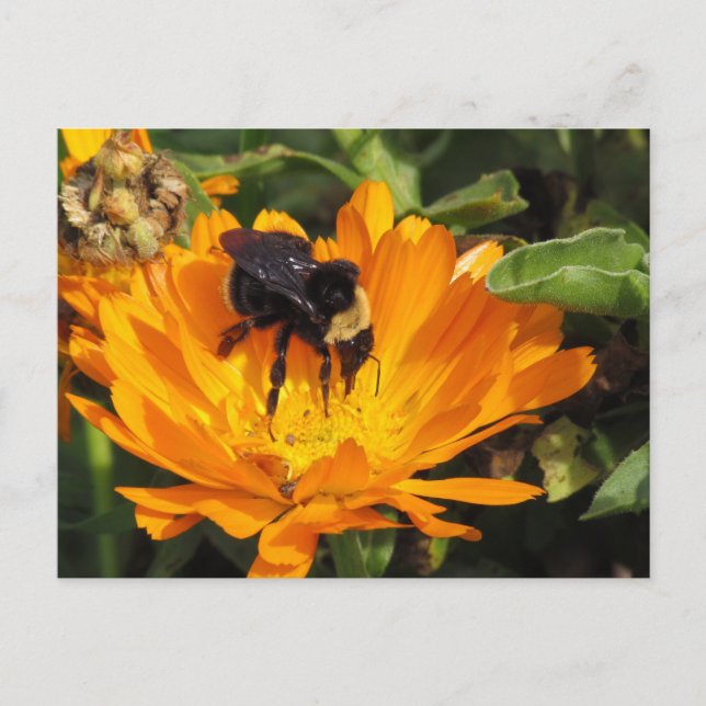 carte postale - Alimentation à Calendula (Devant)