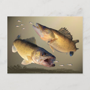 Carte Postale Alimentation de deux walleye