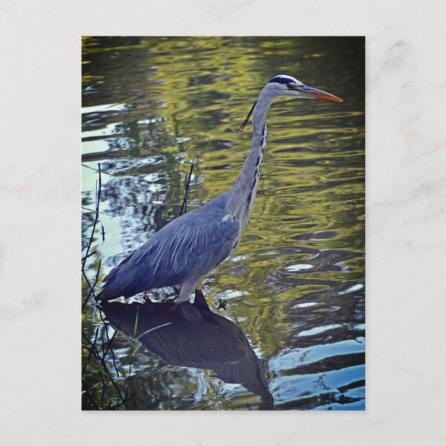 Carte Postale Alimentation de héron dans l'étang à RHS Wisley, R (Devant)