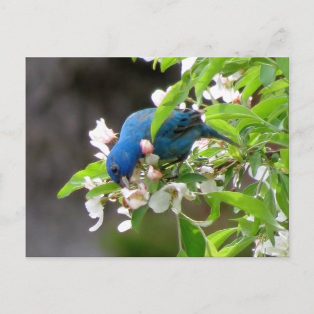 Carte Postale Alimentation de l'indigo Bunting - Oiseau (Devant)