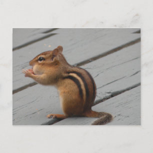 Carte Postale Alimentation des chipmunks de l'Est dans le sud de