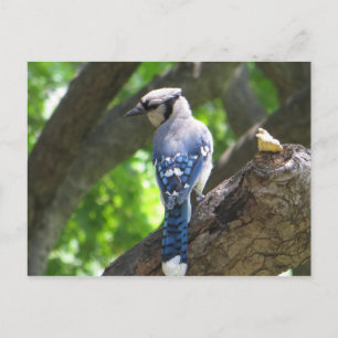Carte Postale Alimentation Jay bleu