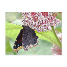 Alimentation par papillon