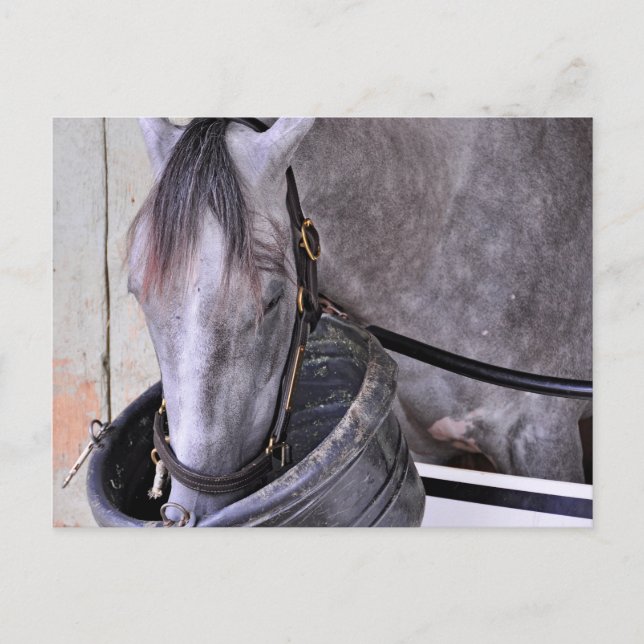 Carte Postale Aljalela - Todd Pletcher Roan Thoroughbred (Devant)