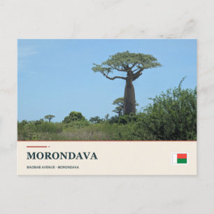Carte Postale Allée des Baobabs de Morondava