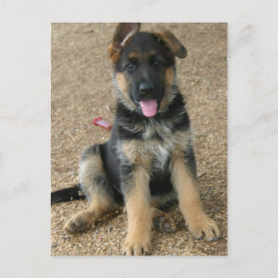 Carte postale allemande Shepherd Puppy
