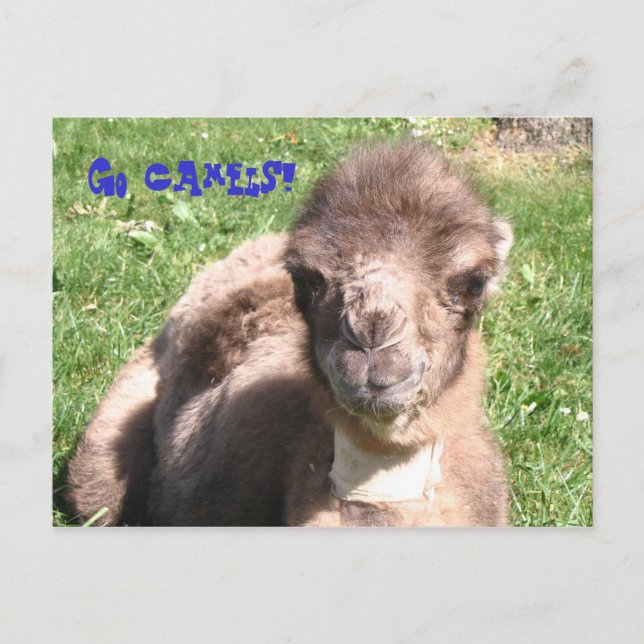 Carte Postale Allez les chameaux ! (Devant)