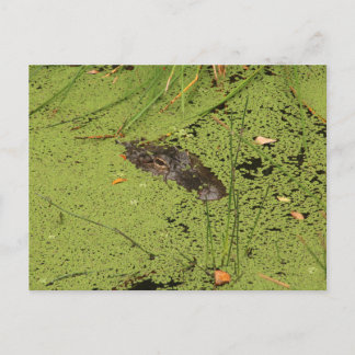 Carte Postale Alligator