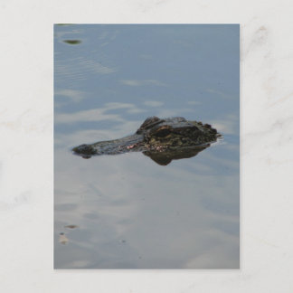 Carte Postale Alligator