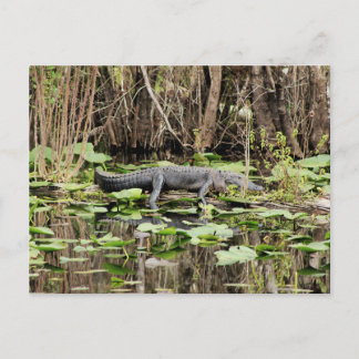 Carte postale Alligator