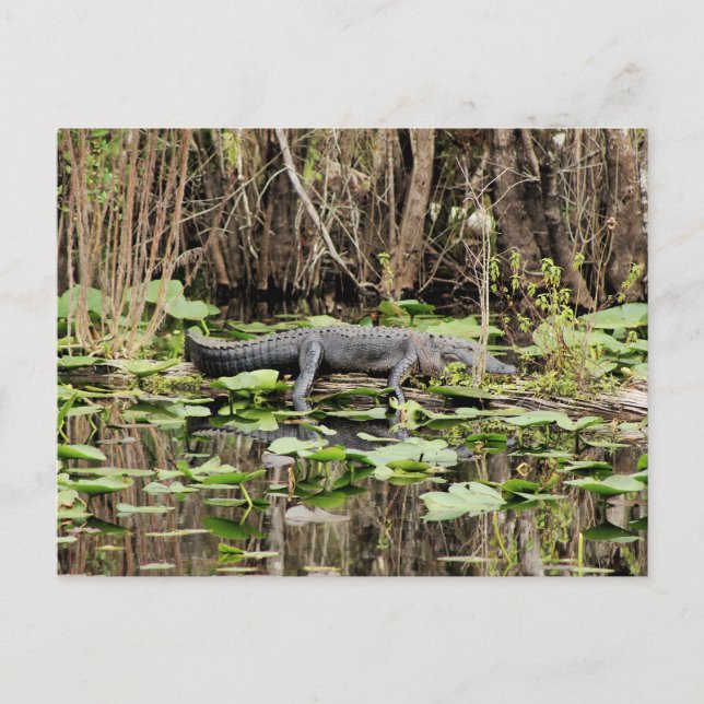 Carte postale Alligator (Devant)
