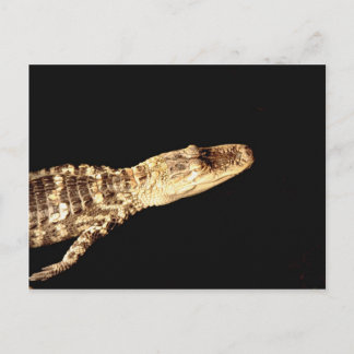 Carte Postale Alligator #2
