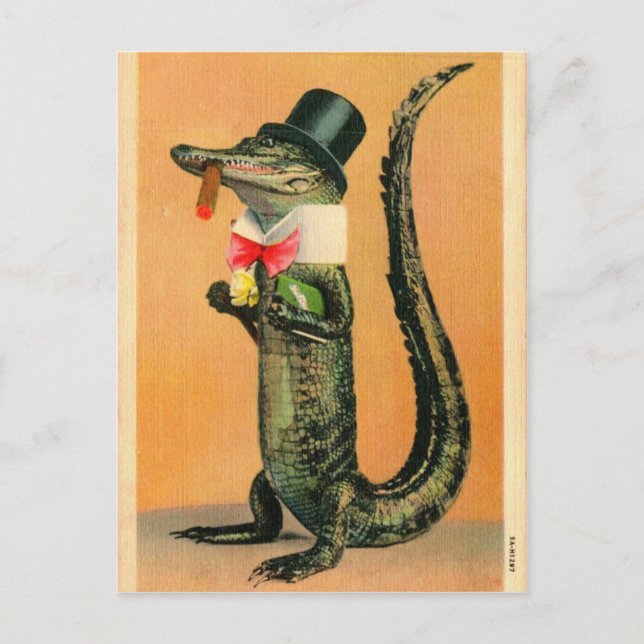 Carte Postale Alligator à Haut-de-Forme (Devant)