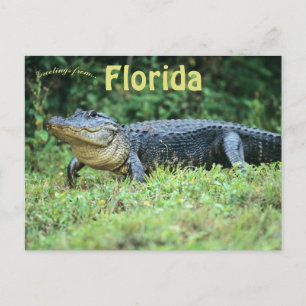 Carte Postale Alligator américain en Floride