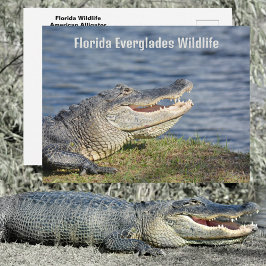 Carte Postale Alligator américain Floride Everglades Faune