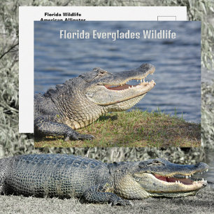 Carte Postale Alligator américain Floride Everglades Faune