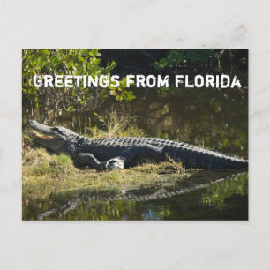 Carte Postale Alligator au soleil Personnaliser