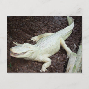 Carte Postale alligator blanc