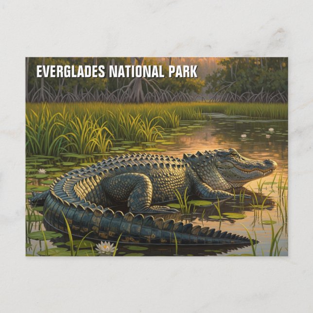 Carte Postale Alligator dans le Parc national des Everglades (Devant)