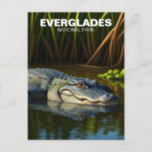 Alligator dans l'eau Parc national des Everglades