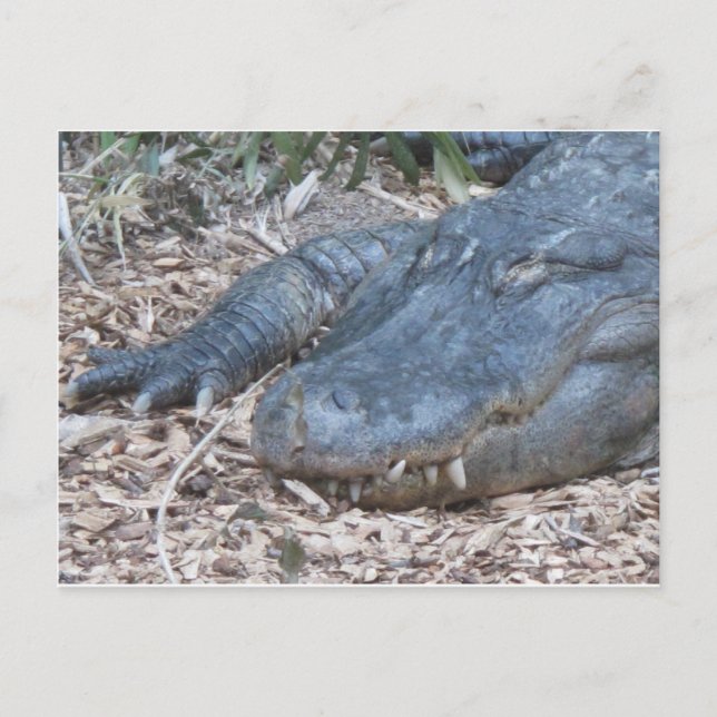 Carte Postale Alligator dans son habitat naturel (Devant)
