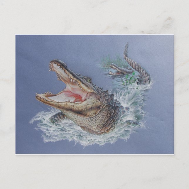 Carte Postale Alligator de Floride (Devant)