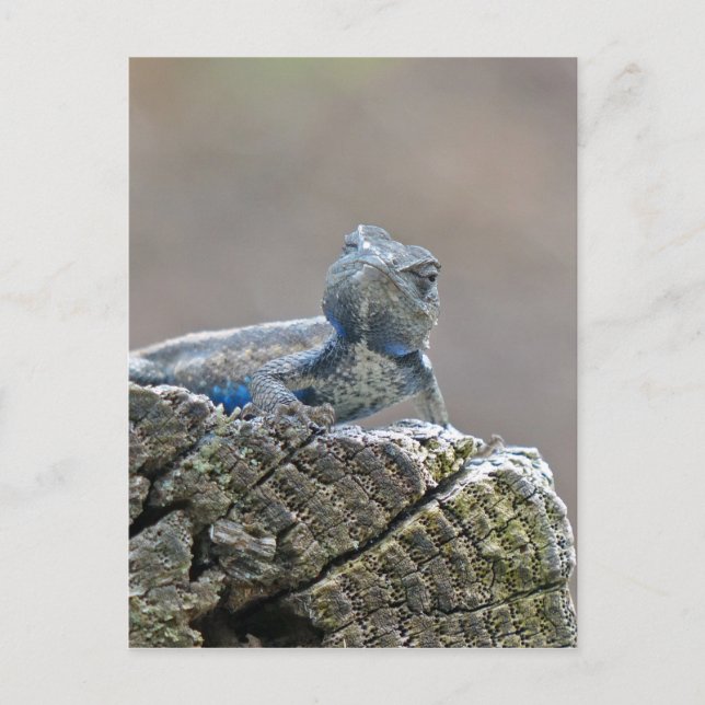 Carte Postale Alligator du ventre bleu Lizard (Devant)