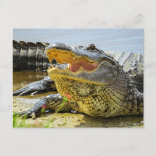 Carte Postale Alligator. Face à face