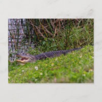 Alligator Florida Wetlands Photographie