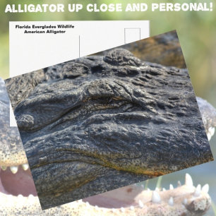 Carte Postale Alligator Floride Everglades Closeup Photographie