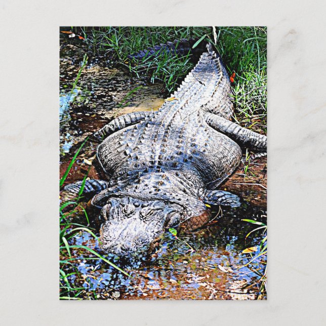 Carte Postale Alligator (Floride, Louisiane et Mississippi) (Devant)