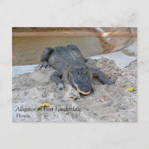 Carte Postale Alligator, Fort Lauderdale, Floride