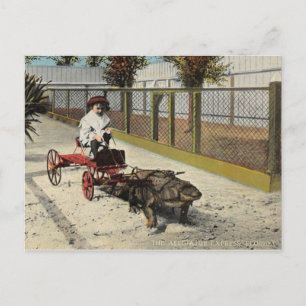 Carte postale Alligator Go-Cart