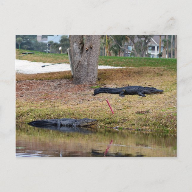 Carte Postale Alligator Hazard sur le terrain de golf (Devant)