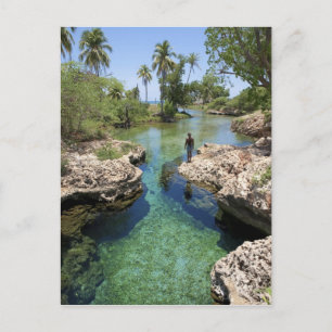 Carte Postale Alligator Hole, Black River Town, Jamaïque