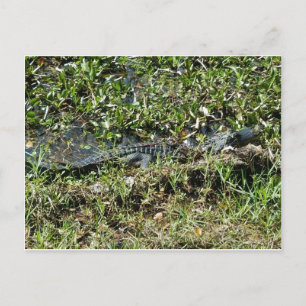 Carte Postale Alligator marécageux de Louisiane en Jean Lafitte