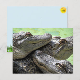 Carte postale Alligator Party