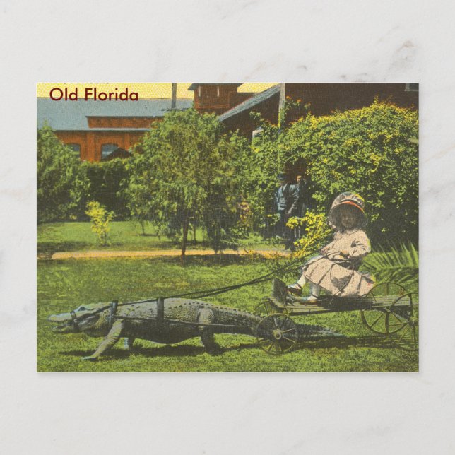 Carte Postale ALLIGATOR POWER, Vieux Floride (Devant)