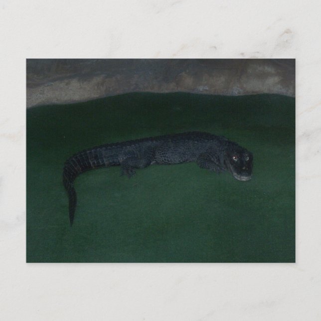 Carte Postale Alligator ~ Qu'y a-t-il dans l'obscurité ? (Devant)