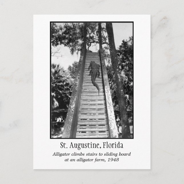 Carte Postale Alligator rétro St Augustine (Devant)
