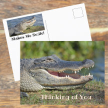 Alligator Sourire En Pensée De Vous