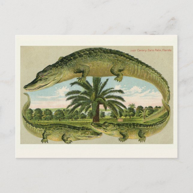 Carte postale Alligator vintage (Devant)