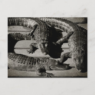 Carte Postale Alligators