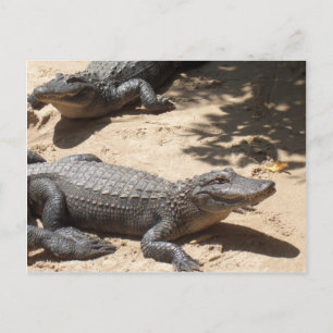 Carte Postale Alligators américains